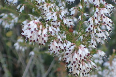 Erica fuscescens
