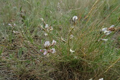 Astragalus tenuifolius