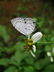 Megisba malaya sikkima