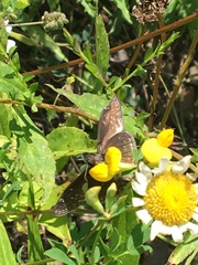 Erynnis baptisiae