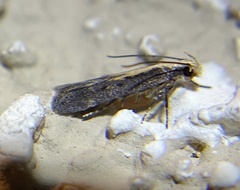 Aroga paraplutella
