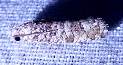 Retinia gemistrigulana