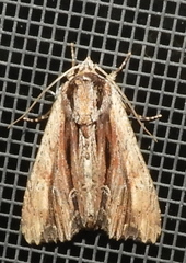 Apamea verbascoides