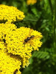 Cerceris arenaria