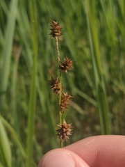 Stellulatae
