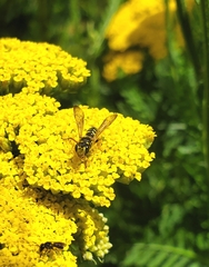 Cerceris arenaria
