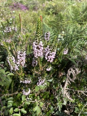 Erica vagans