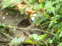 Euploea tulliolus koxinga
