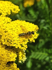 Cerceris arenaria