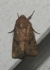 Anathix puta