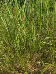 Stellulatae