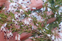 Erica fuscescens