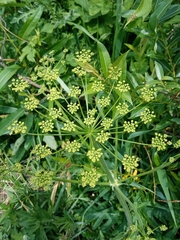 Tordylieae