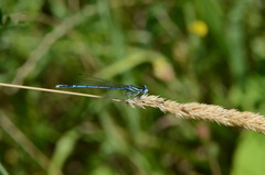 Platycnemis pennipes