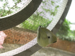 Pieris rapae crucivora