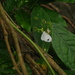Leptosia nina niobe - Photo (c) Yaling Lin, some rights reserved (CC BY-NC)