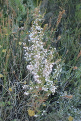 Erica fuscescens