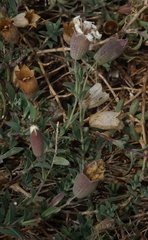 Silene uniflora uniflora