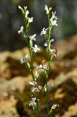 Streptanthus barbiger