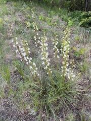 Pedicularis contorta
