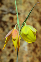 Calochortus raichei