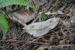 Hypopyra vespertilio