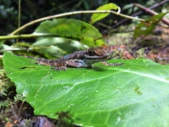 Anolis aquaticus