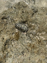 Chiton tuberculatus