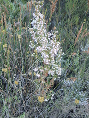Erica fuscescens