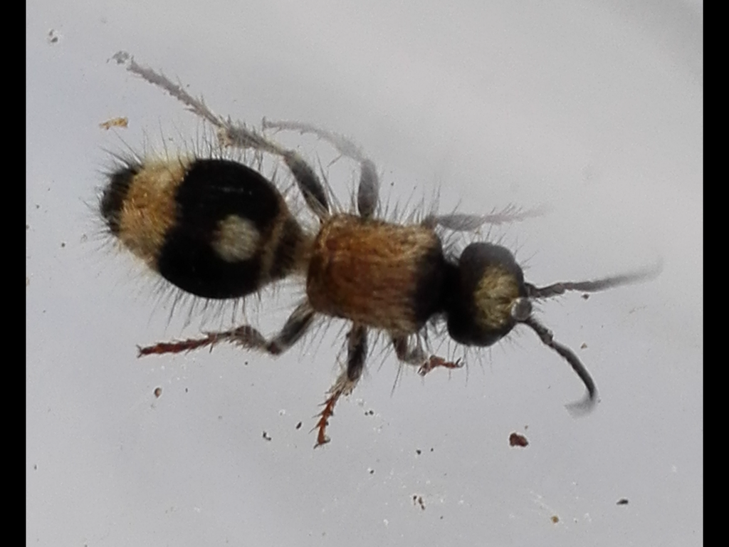 Nemka viduata andalusiana