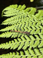 Pyrrhosoma