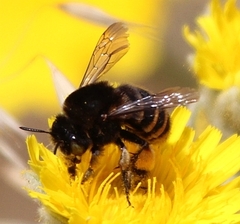 Amegilla quadrifasciata maderae
