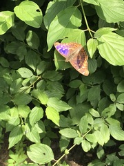 Apatura ilia clytie