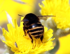 Amegilla quadrifasciata maderae