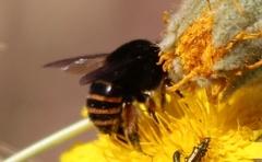 Amegilla quadrifasciata maderae