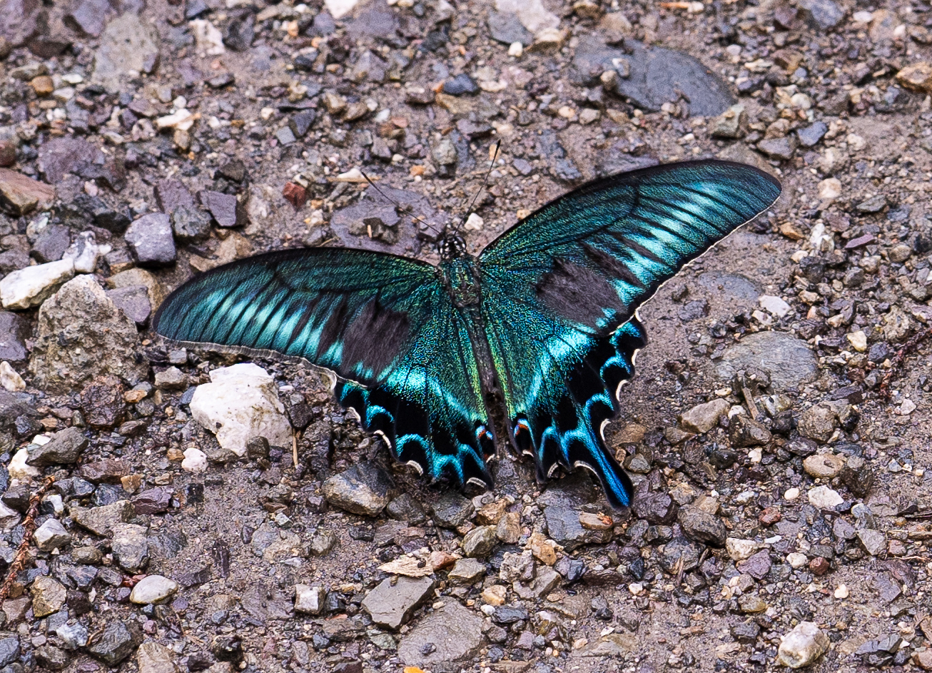 Papilio Maackii Ménétriés 1859 