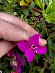 Heterocentron elegans