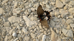 Papilio memnon heronus