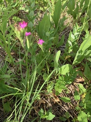 Dianthus armeria