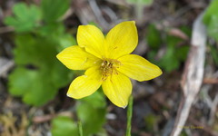 Anemonastrum richardsonii