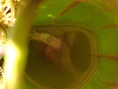 Fletcherimyia fletcheri