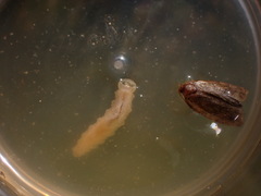 Fletcherimyia fletcheri