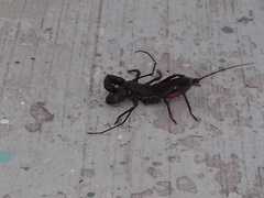 Mastigoproctus cinteotl