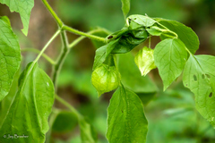 Physalis virginiana