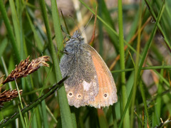 Coenonympha rhodopensis