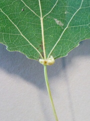 Eriophyes diversipunctatus