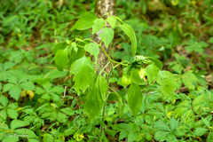 Physalis virginiana
