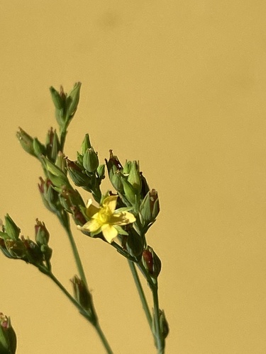 Claspingleaf St. Johnswort (Hypericum gymnanthum)