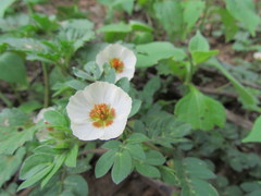 Kallstroemia rosei