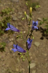 Penstemon laetus sagittatus